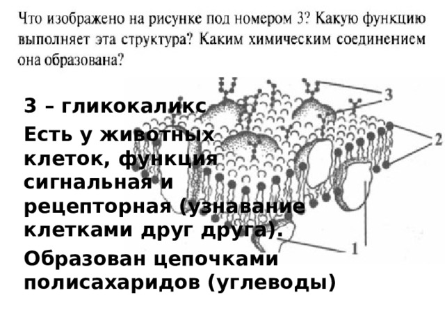 Кирил3 3 – гликокаликс Есть у животных  клеток, функция  сигнальная и  рецепторная (узнавание  клетками друг друга). Образован цепочками полисахаридов (углеводы) 