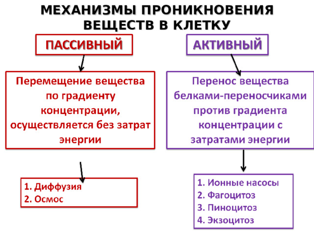 МЕХАНИЗМЫ ПРОНИКНОВЕНИЯ ВЕЩЕСТВ В КЛЕТКУ 