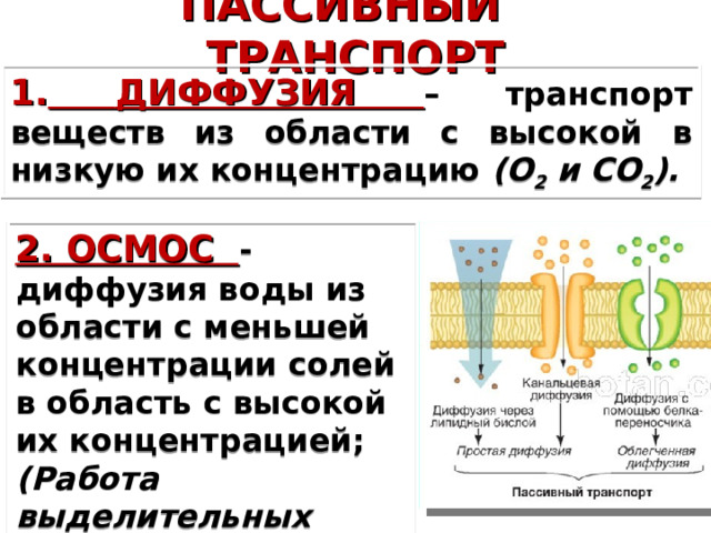 ПАССИВНЫЙ ТРАНСПОРТ  ДИФФУЗИЯ – транспорт веществ из области с высокой в низкую их концентрацию (О 2 и СО 2 ). 2. ОСМОС - диффузия воды из области с меньшей концентрации солей в область с высокой их концентрацией; (Работа выделительных вакуолей у пресноводных простейших) 