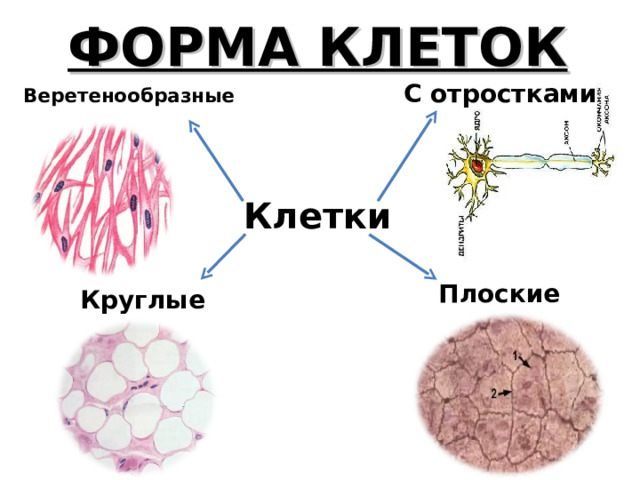 ФОРМА КЛЕТОК С отростками Веретенообразные Клетки Плоские Круглые 