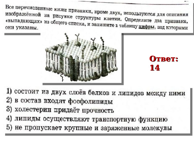 Рох 2 Ответ: 14 