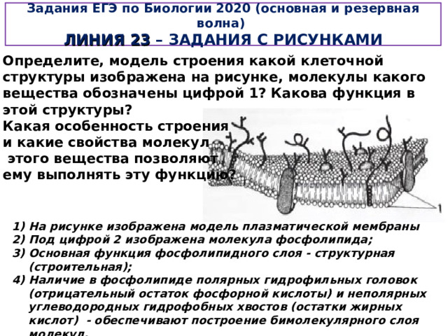 Задания ЕГЭ по Биологии 2020 (основная и резервная волна)  ЛИНИЯ 23 – ЗАДАНИЯ С РИСУНКАМИ Определите, модель строения какой клеточной структуры изображена на рисунке, молекулы какого вещества обозначены цифрой 1? Какова функция в этой структуры?  Какая особенность строения  и какие свойства молекул  этого вещества позволяют  ему выполнять эту функцию?   1) На рисунке изображена модель плазматической мембраны 2) Под цифрой 2 изображена молекула фосфолипида; 3) Основная функция фосфолипидного слоя - структурная (строительная); 4) Наличие в фосфолипиде полярных гидрофильных головок (отрицательный остаток фосфорной кислоты) и неполярных углеводородных гидрофобных хвостов (остатки жирных кислот) - обеспечивают построение бимолекулярного слоя молекул. 