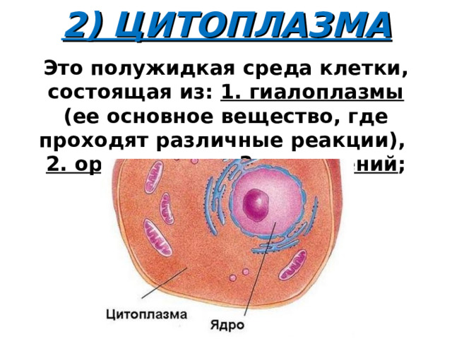 2) ЦИТОПЛАЗМА Это полужидкая среда клетки, состоящая из: 1. гиалоплазмы (ее основное вещество, где проходят различные реакции),  2. органоидов и 3. включений ;  