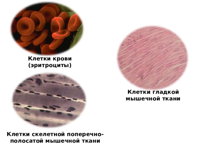 Клетки крови (эритроциты) Клетки гладкой мышечной ткани Клетки скелетной поперечно-полосатой мышечной ткани 