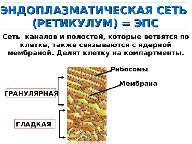 ЭНДОПЛАЗМАТИЧЕСКАЯ СЕТЬ  (РЕТИКУЛУМ) = ЭПС Сеть каналов и полостей, которые ветвятся по клетке, также связываются с ядерной мембраной. Делят клетку на компартменты. Рибосомы Мембрана ГРАНУЛЯРНАЯ ГЛАДКАЯ 