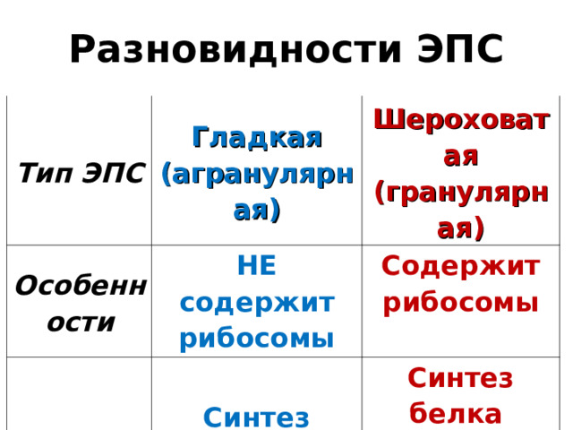 Разновидности ЭПС Тип ЭПС Гладкая (агранулярная) Особенности Шероховатая (гранулярная) НЕ содержит рибосомы Функции Синтез липидов и углеводов, транспорт их по клетке Содержит рибосомы Синтез белка  (на рибосомах), транспорт их по клетке 