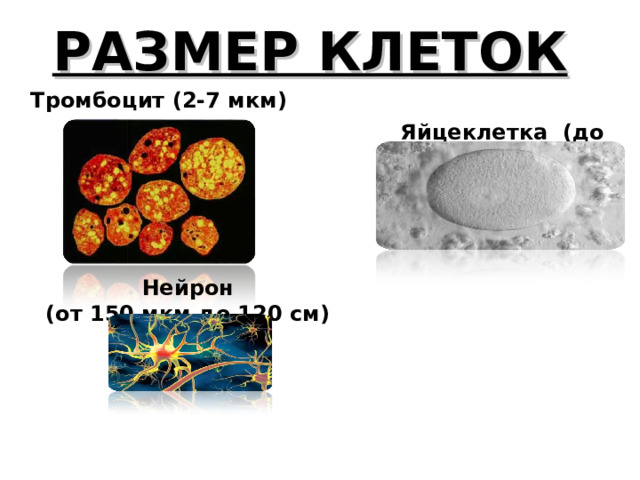 РАЗМЕР КЛЕТОК Тромбоцит (2-7 мкм) Яйцеклетка (до 160 мкм) Нейрон (от 150 мкм до 120 см) 
