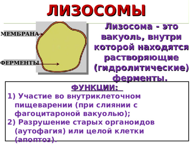 ЛИЗОСОМЫ Лизосома - это вакуоль, внутри которой находятся растворяющие (гидролитические) ферменты. МЕМБРАНА ФЕРМЕНТЫ ФУНКЦИИ: 1) Участие во внутриклеточном пищеварении (при слиянии с фагоцитароной вакуолью); 2) Разрушение старых органоидов (аутофагия) или целой клетки (апоптоз). 3) Защитная – переваривание чужеродных агентов. 