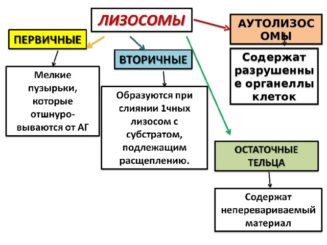 АУТОЛИЗОСОМЫ Содержат разрушенные органеллы клеток 