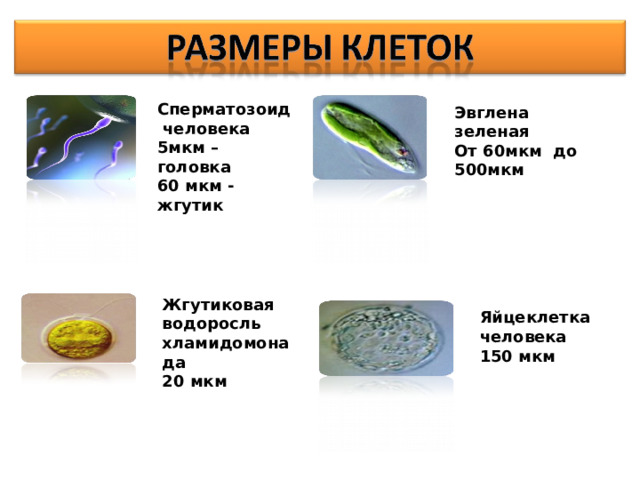 Сперматозоид  человека 5мкм – головка 60 мкм - жгутик Эвглена зеленая От 60мкм до 500мкм Жгутиковая водоросль хламидомонада 20 мкм Яйцеклетка человека 150 мкм 