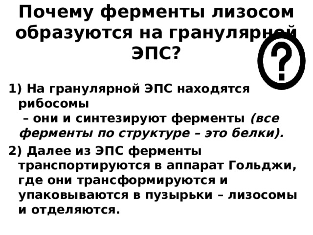 Почему ферменты лизосом образуются на гранулярной ЭПС? 1) На гранулярной ЭПС находятся рибосомы  – они и синтезируют ферменты (все ферменты по структуре – это белки). 2) Далее из ЭПС ферменты транспортируются в аппарат Гольджи, где они трансформируются и упаковываются в пузырьки – лизосомы и отделяются. 