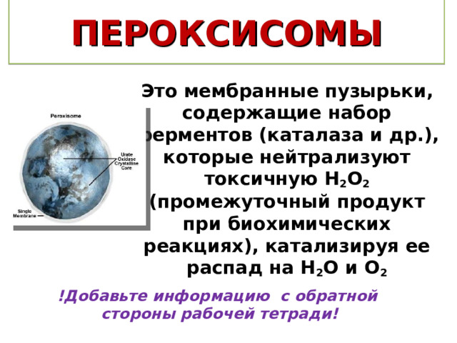 ПЕРОКСИСОМЫ Это мембранные пузырьки, содержащие набор ферментов (каталаза и др.), которые нейтрализуют токсичную Н 2 О 2 (промежуточный продукт при биохимических реакциях), катализируя ее распад на Н 2 О и О 2 !Добавьте информацию с обратной  стороны рабочей тетради! 