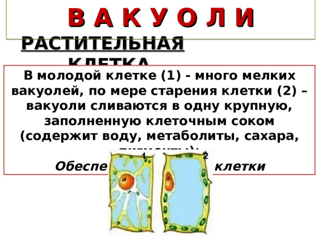 В А К У О Л И РАСТИТЕЛЬНАЯ КЛЕТКА В молодой клетке (1) - много мелких вакуолей, по мере старения клетки (2) – вакуоли сливаются в одну крупную, заполненную клеточным соком (содержит воду, метаболиты, сахара, пигменты); Обеспечивает тургор клетки 