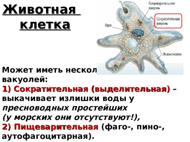 Животная  клетка Может иметь несколько видов вакуолей: 1) Сократительная (выделительная) – выкачивает излишки воды у пресноводных простейших  (у морских они отсутствуют!), 2) Пищеварительная (фаго-, пино-, аутофагоцитарная). 