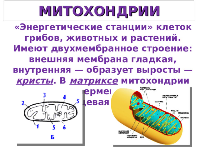 МИТОХОНДРИИ «Энергетические станции» клеток грибов, животных и растений. Имеют двухмембранное строение: внешняя мембрана гладкая, внутренняя — образует выросты — кристы . В матриксе митохондрии находятся ферменты, рибосомы 70 S , кольцевая ДНК и РНК. 