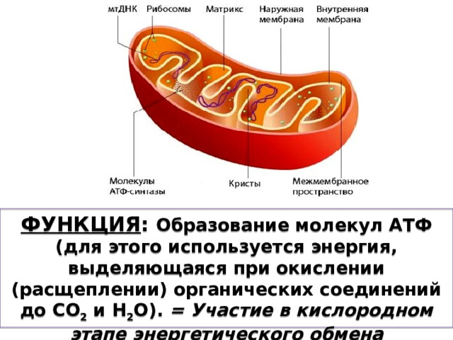 ФУНКЦИЯ : Образование молекул АТФ (для этого используется энергия, выделяющаяся при окислении (расщеплении) органических соединений до СО 2 и Н 2 О). = Участие в кислородном этапе энергетического обмена (окислительное фосфорилирование ц. Кребса)! 