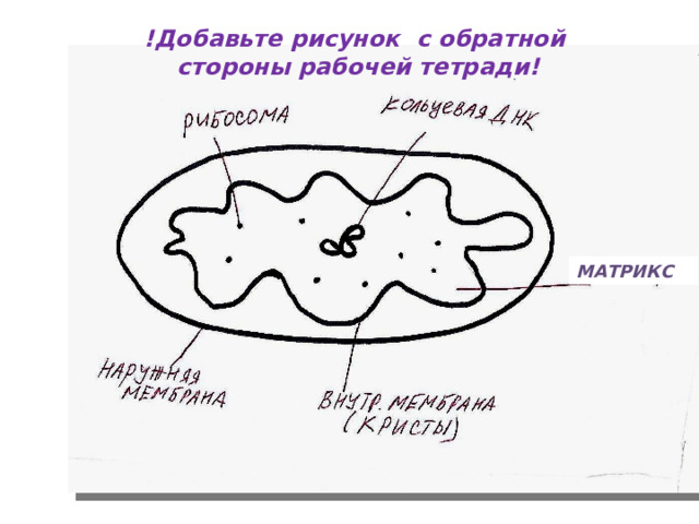 !Добавьте рисунок с обратной  стороны рабочей тетради! МАТРИКС 