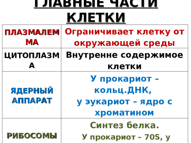 ГЛАВНЫЕ ЧАСТИ КЛЕТКИ ПЛАЗМАЛЕММА Ограничивает клетку от окружающей среды ЦИТОПЛАЗМА Внутренне содержимое клетки ЯДЕРНЫЙ АППАРАТ У прокариот – кольц.ДНК,  у эукариот – ядро с хроматином РИБОСОМЫ Синтез белка.   У прокариот – 70 S , у эукариот – 80 S . 