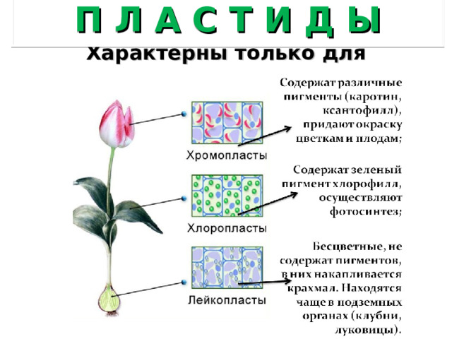 П Л А С Т И Д Ы Характерны только для растительных организмов 