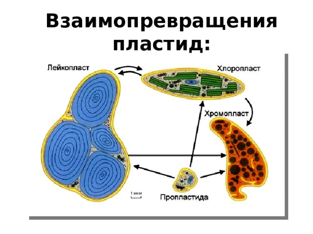 Взаимопревращения пластид:   