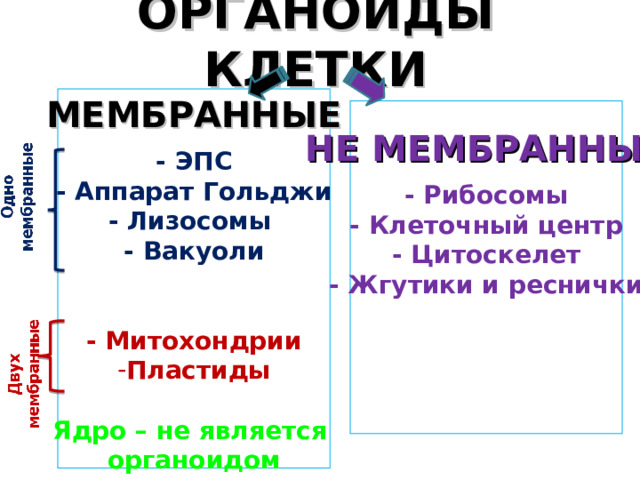 ОРГАНОИДЫ КЛЕТКИ    МЕМБРАННЫЕ - ЭПС - Аппарат Гольджи - Лизосомы - Вакуоли   - Митохондрии Пластиды  Ядро – не является  органоидом     НЕ МЕМБРАННЫЕ - Рибосомы - Клеточный центр - Цитоскелет - Жгутики и реснички     