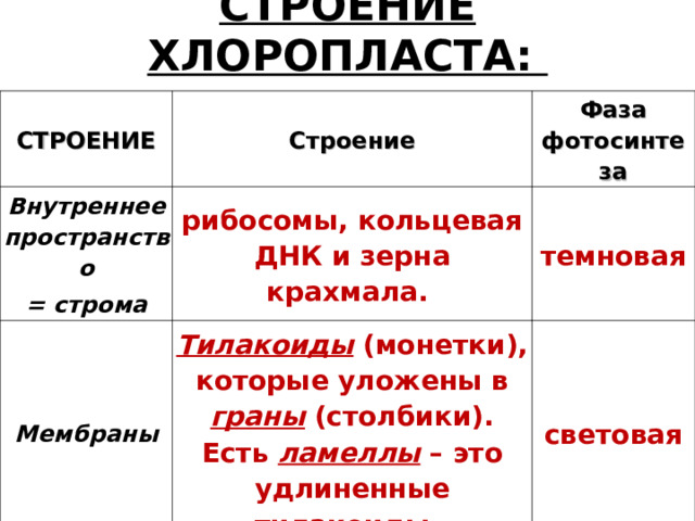 СТРОЕНИЕ ХЛОРОПЛАСТА: СТРОЕНИЕ Строение Внутреннее пространство = строма Фаза фотосинтеза рибосомы, кольцевая ДНК и зерна крахмала. Мембраны темновая Тилакоиды (монетки), которые уложены в граны (столбики). Есть ламеллы – это удлиненные тилакоиды. световая 