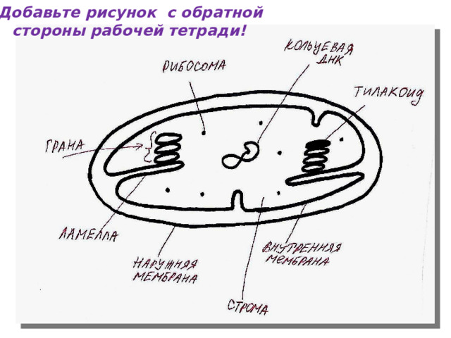 !Добавьте рисунок с обратной  стороны рабочей тетради! 