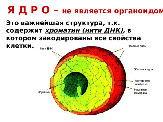 Я Д Р О – не является органоидом Это важнейшая структура, т.к. содержит хроматин (нити ДНК) , в котором закодированы все свойства клетки. 