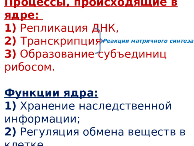 Процессы, происходящие в ядре:  1) Репликация ДНК,  2) Транскрипция  3) Образование субъединиц рибосом.   Функции ядра:  1) Хранение наследственной информации;  2) Регуляция обмена веществ в клетке. Реакции матричного синтеза 