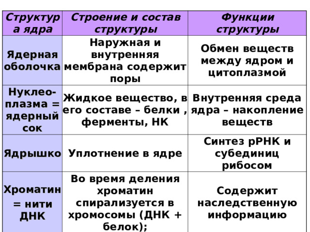 Структура ядра Строение и состав структуры Ядерная оболочка Наружная и внутренняя мембрана содержит поры Нуклео-плазма = ядерный сок Функции структуры Жидкое вещество, в его составе – белки , ферменты, НК Ядрышко Обмен веществ между ядром и цитоплазмой Уплотнение в ядре Внутренняя среда ядра – накопление веществ Хроматин = нити ДНК Синтез рРНК и субединиц рибосом Во время деления хроматин спирализуется в хромосомы (ДНК + белок); Содержит наследственную информацию 