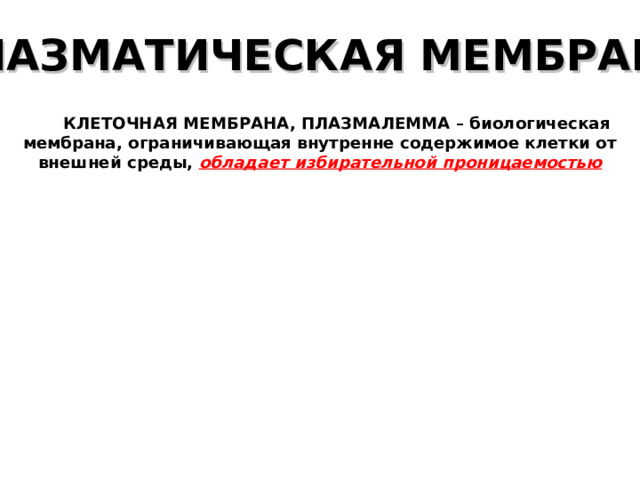 ПЛАЗМАТИЧЕСКАЯ МЕМБРАНА  КЛЕТОЧНАЯ МЕМБРАНА, ПЛАЗМАЛЕММА – биологическая мембрана, ограничивающая внутренне содержимое клетки от внешней среды, обладает избирательной проницаемостью 