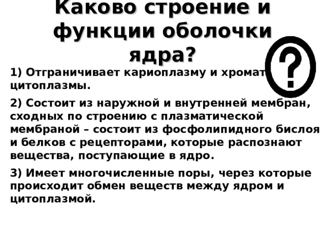 Каково строение и функции оболочки ядра? 1) Отграничивает кариоплазму и хроматин от цитоплазмы. 2) Состоит из наружной и внутренней мембран, сходных по строению с плазматической мембраной – состоит из фосфолипидного бислоя и белков с рецепторами, которые распознают вещества, поступающие в ядро. 3) Имеет многочисленные поры, через которые происходит обмен веществ между ядром и цитоплазмой.  