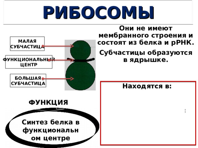 РИБОСОМЫ Они не имеют мембранного строения и состоят из белка и рРНК. Субчастицы образуются в ядрышке. МАЛАЯ СУБЧАСТИЦА ФУНКЦИОНАЛЬНЫЙ ЦЕНТР БОЛЬШАЯ СУБЧАСТИЦА Находятся в: цитоплазме в свободном состоянии на мембранах шЭПС; в митохондриях  в хлоропластах. ФУНКЦИЯ Синтез белка в функциональном центре 