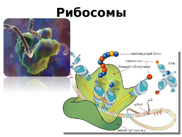 Рибосомы 