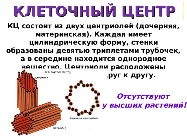 КЛЕТОЧНЫЙ ЦЕНТР КЦ состоит из двух центриолей (дочерняя, материнская). Каждая имеет цилиндрическую форму, стенки образованы девятью триплетами трубочек, а в середине находится однородное вещество. Центриоли расположены перпендикулярно друг к другу.  Отсутствуют  у высших растений! 