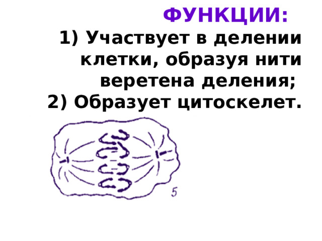 ФУНКЦИИ:  1) Участвует в делении клетки, образуя нити веретена деления;  2) Образует цитоскелет. 