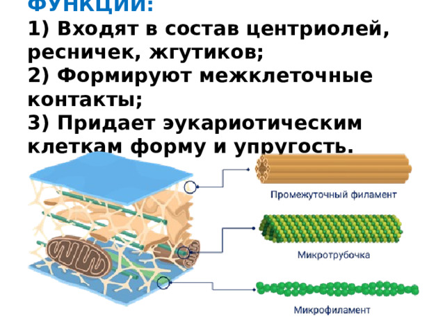 ФУНКЦИИ:  1) Входят в состав центриолей, ресничек, жгутиков;  2) Формируют межклеточные контакты;  3) Придает эукариотическим клеткам форму и упругость.   