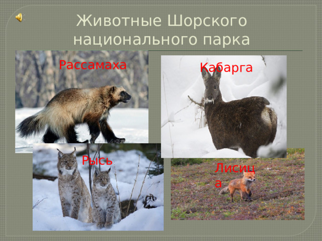 Животные Шорского национального парка Рассамаха Кабарга Рысь Лисица 