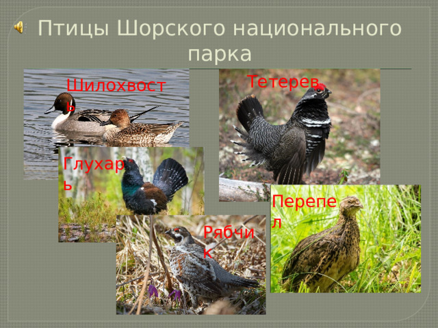 Птицы Шорского национального парка Тетерев Шилохвость Глухарь Перепел Рябчик 