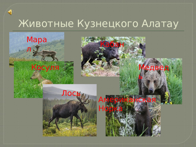 Животные Кузнецкого Алатау Марал Кабан Косуля Медведь Лось Американская Норка 
