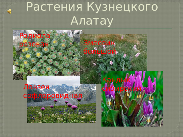 Растения Кузнецкого Алатау Родиола розовая Змеевик большой Кандык сибирский Лавзея софлоровидная 