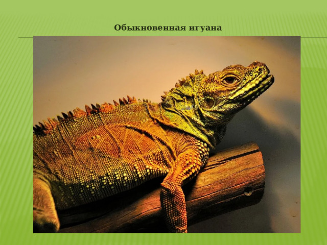 Обыкновенная игуана 