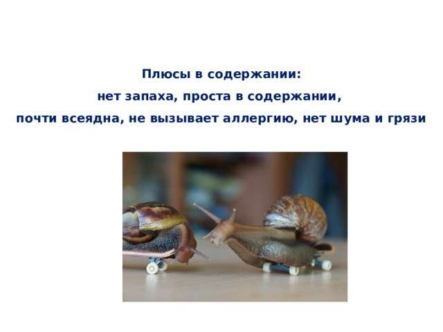 Плюсы в содержании:  нет запаха, проста в содержании,  почти всеядна, не вызывает аллергию, нет шума и грязи   