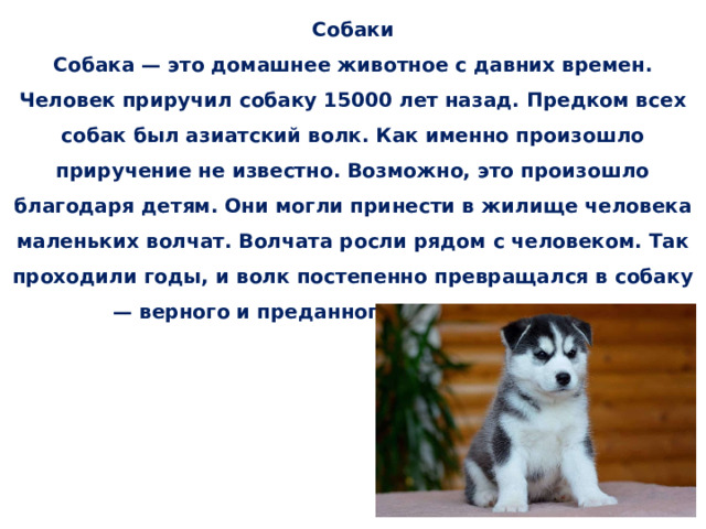   Собаки  Собака — это домашнее животное с давних времен. Человек приручил собаку 15000 лет назад. Предком всех собак был азиатский волк. Как именно произошло приручение не известно. Возможно, это произошло благодаря детям. Они могли принести в жилище человека маленьких волчат. Волчата росли рядом с человеком. Так проходили годы, и волк постепенно превращался в собаку — верного и преданного друга человека.    