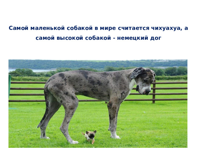 Самой маленькой собакой в мире считается чихуахуа, а самой высокой собакой - немецкий дог     