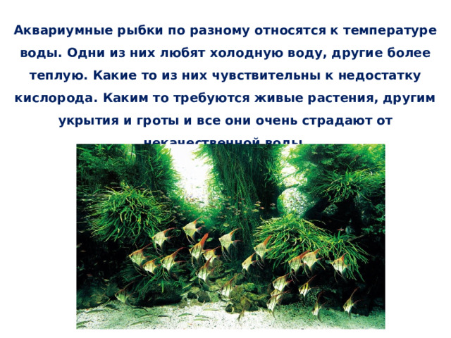 Аквариумные рыбки по разному относятся к температуре воды. Одни из них любят холодную воду, другие более теплую. Какие то из них чувствительны к недостатку кислорода. Каким то требуются живые растения, другим укрытия и гроты и все они очень страдают от некачественной воды.    