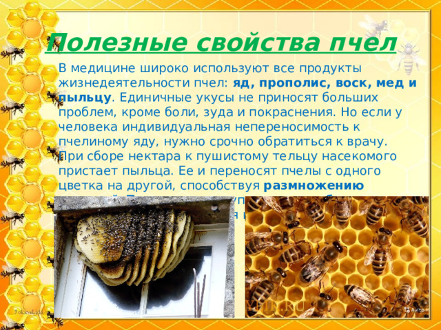  Полезные свойства пчел   В медицине широко используют все продукты жизнедеятельности пчел: яд, прополис, воск, мед и пыльцу . Единичные укусы не приносят больших проблем, кроме боли, зуда и покраснения. Но если у человека индивидуальная непереносимость к пчелиному яду, нужно срочно обратиться к врачу.  При сборе нектара к пушистому тельцу насекомого пристает пыльца. Ее и переносят пчелы с одного цветка на другой, способствуя размножению растений. Также они выступают в роли борцов с вредителями , не оставляя им сладкий нектар и лишая их питания . 