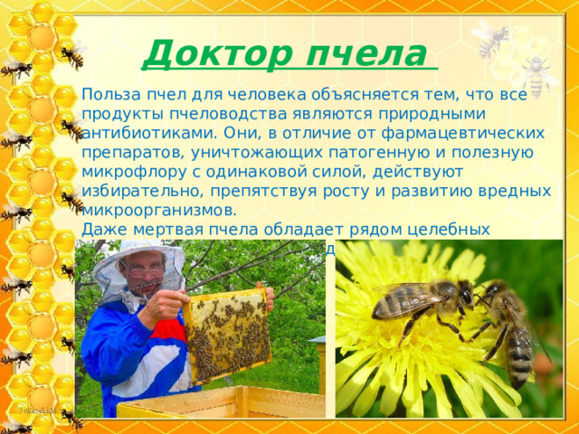 Доктор пчела Польза пчел для человека объясняется тем, что все продукты пчеловодства являются природными антибиотиками. Они, в отличие от фармацевтических препаратов, уничтожающих патогенную и полезную микрофлору с одинаковой силой, действуют избирательно, препятствуя росту и развитию вредных микроорганизмов. Даже мертвая пчела обладает рядом целебных свойств. Из пчелиного мора делают лекарственные настойки. 