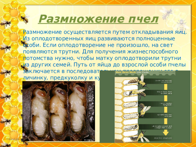  Размножение пчел   Размножение осуществляется путем откладывания яиц. Из оплодотворенных яиц развиваются полноценные особи. Если оплодотворение не произошло, на свет появляются трутни. Для получения жизнеспособного потомства нужно, чтобы матку оплодотворили трутни из других семей. Путь от яйца до взрослой особи пчелы заключается в последовательном превращении его в личинку, предкуколку и куколку .  