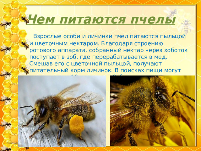 Чем питаются пчелы  Взрослые особи и личинки пчел питаются пыльцой и цветочным нектаром. Благодаря строению ротового аппарата, собранный нектар через хоботок поступает в зоб, где перерабатывается в мед. Смешав его с цветочной пыльцой, получают питательный корм личинок. В поисках пищи могут пролететь до 10 км. Собирая пыльцу, пчелы опыляют растения. 